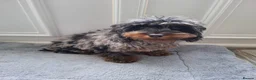 Cockapoo dogs for sale:  Phantom Blue Merle Puppy - Advert 6