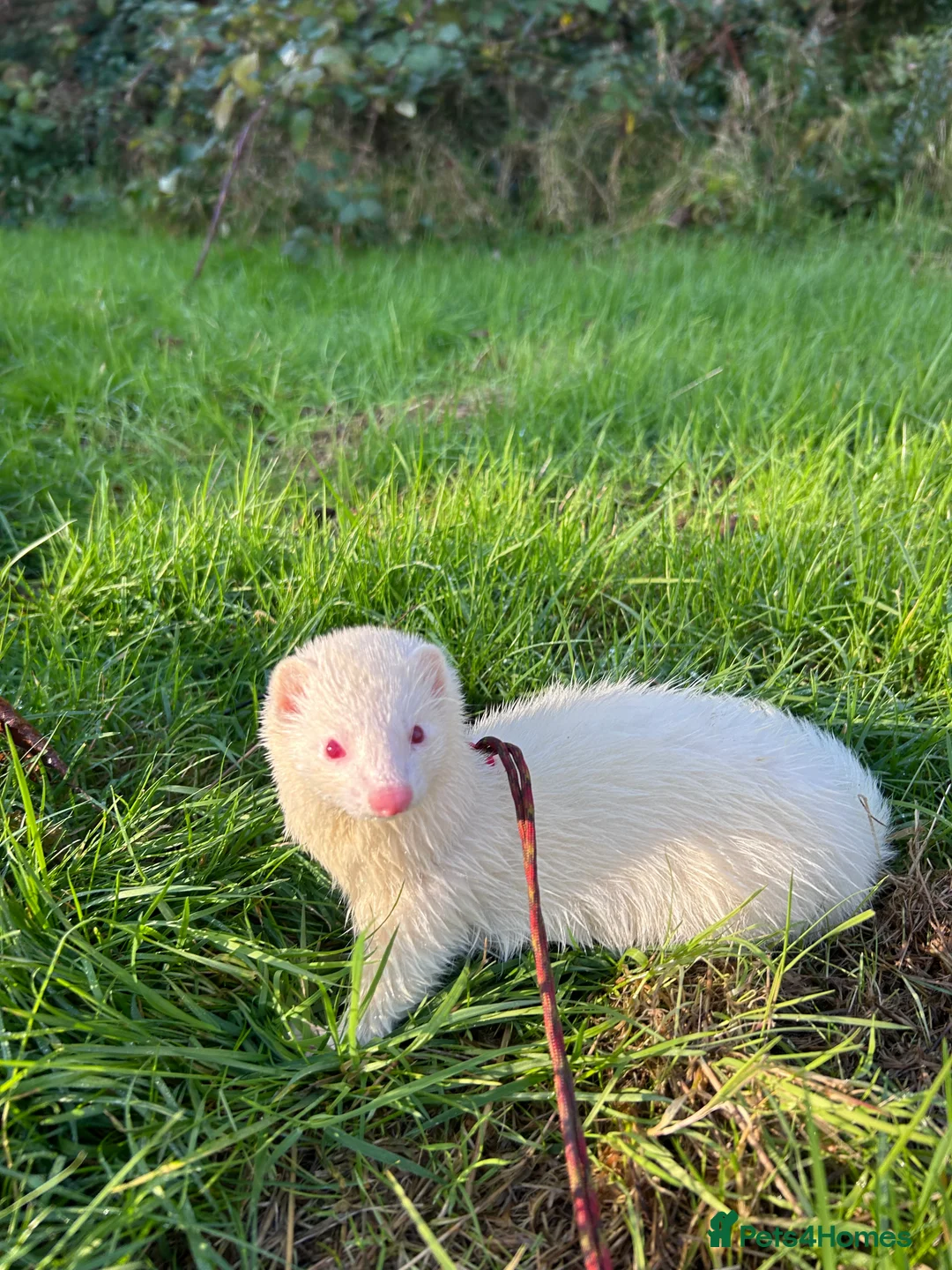 Ferret rodents for sale: Two Ferrets For Sale With Whole Set Up - Advert 6