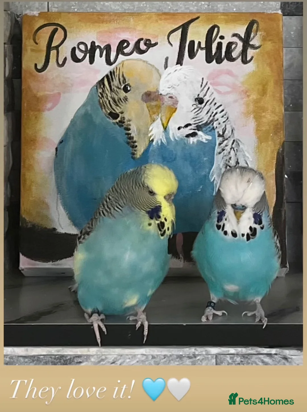 Budgerigars birds for sale: 2 budgies for sale ( Romeo + Juliet)  - Advert 1
