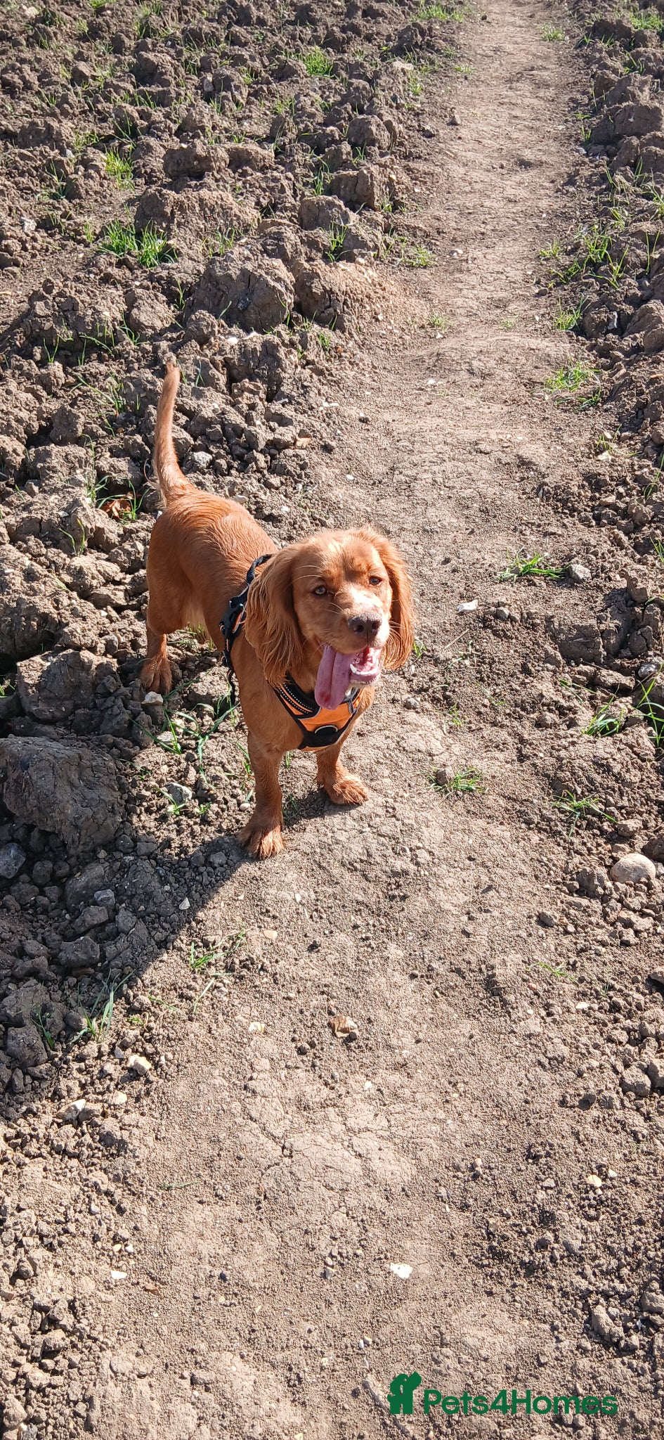 Mixed Breed dogs Cocker spaniel - Advert 1