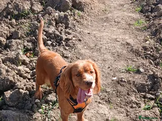 Mixed Breed dogs Cocker spaniel - Advert 2