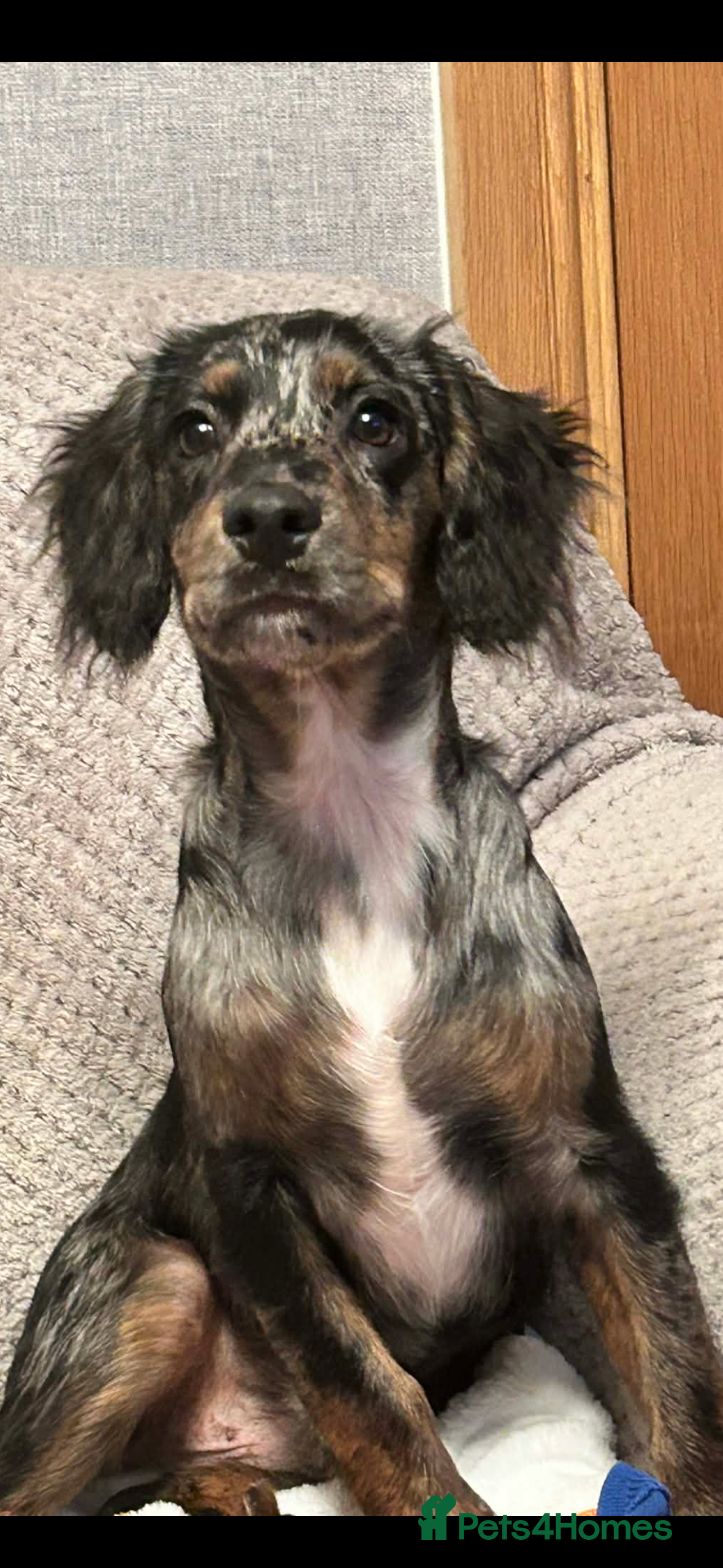 English Springer Spaniel dogs Handsome Alf  - Advert 15