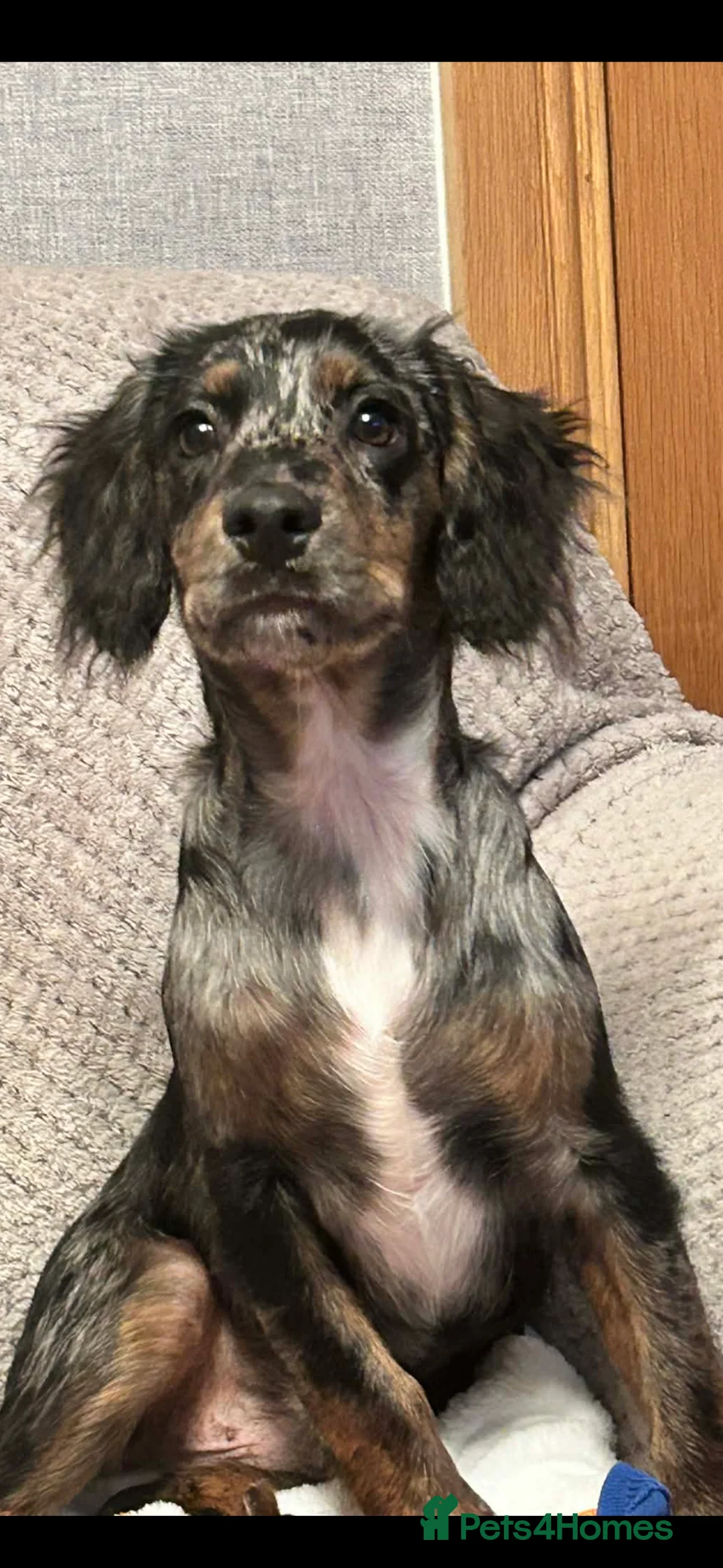 English Springer Spaniel dogs for sale: Handsome Alf  - Advert 1