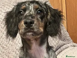 English Springer Spaniel dogs Handsome Alf - Advert 15