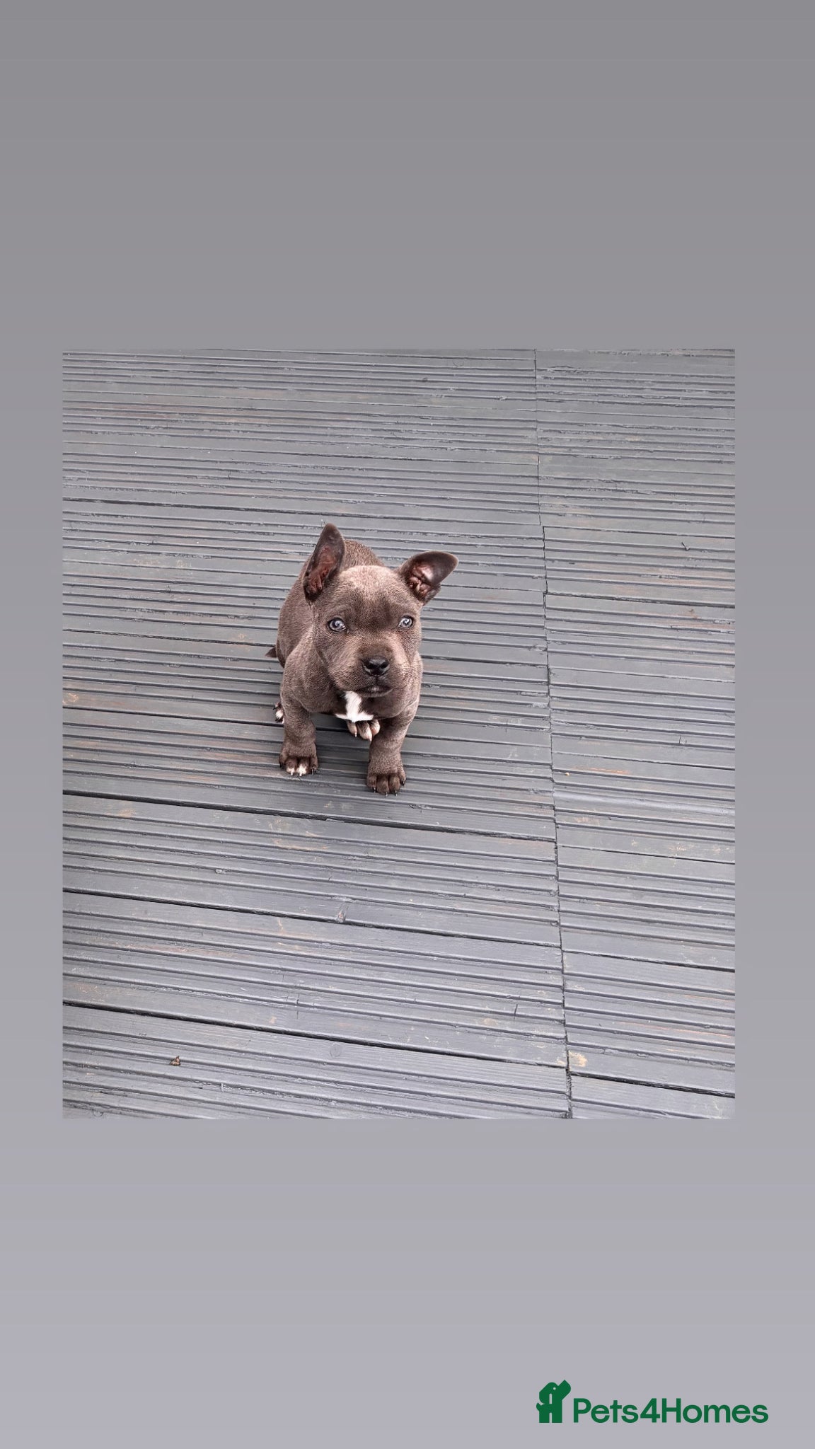 Staffordshire Bull Terrier dogs KC blue Staffy pup - Advert 9