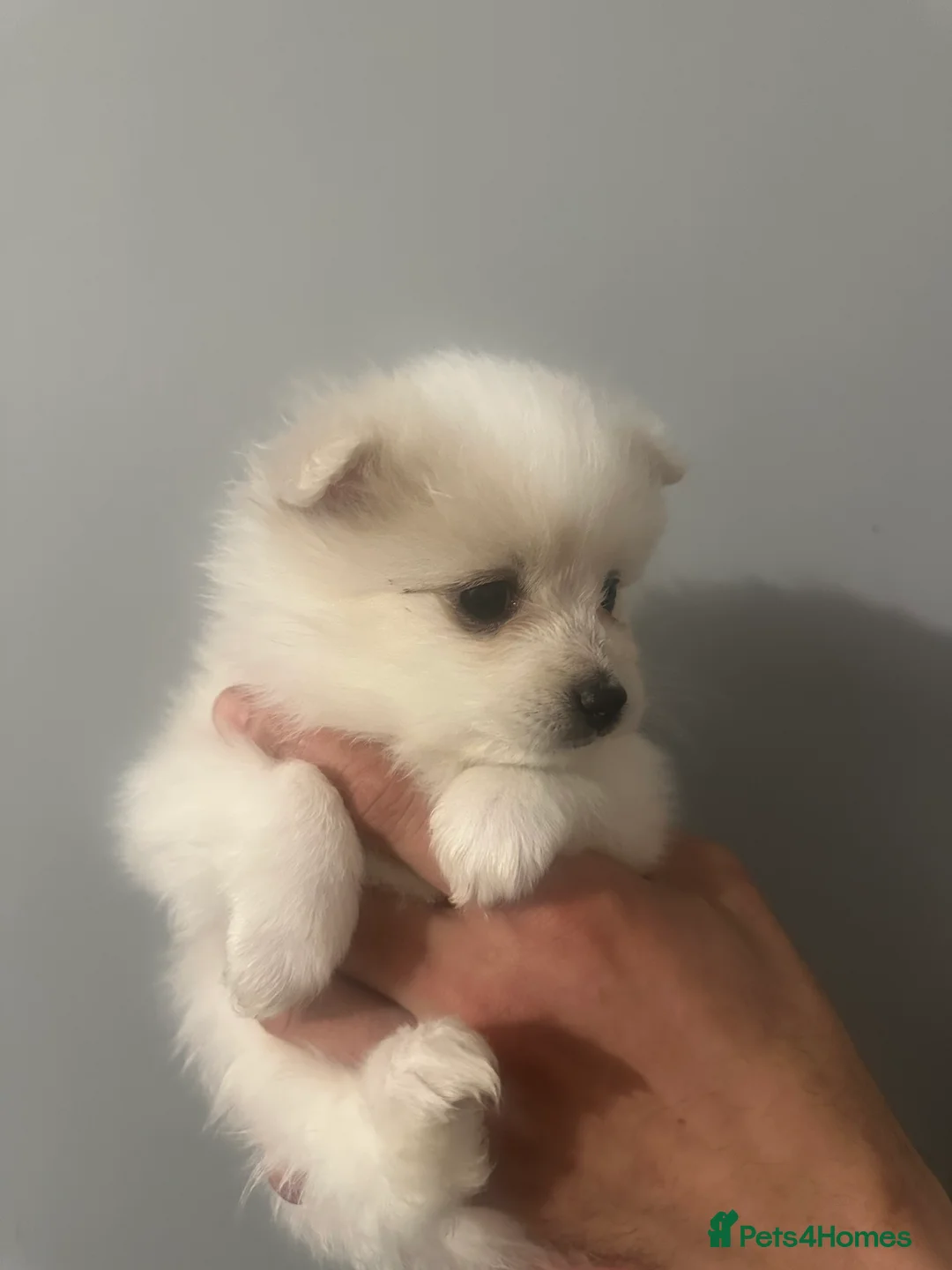 Pomeranian dogs for sale: Beautiful Pomeranian Puppies - Advert 18