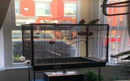 Lovebirds birds for sale: Bonded lovebirds pair  - Image 4