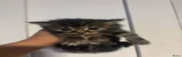 Mixed Breed cats for sale: Cute kittens - Advert 1