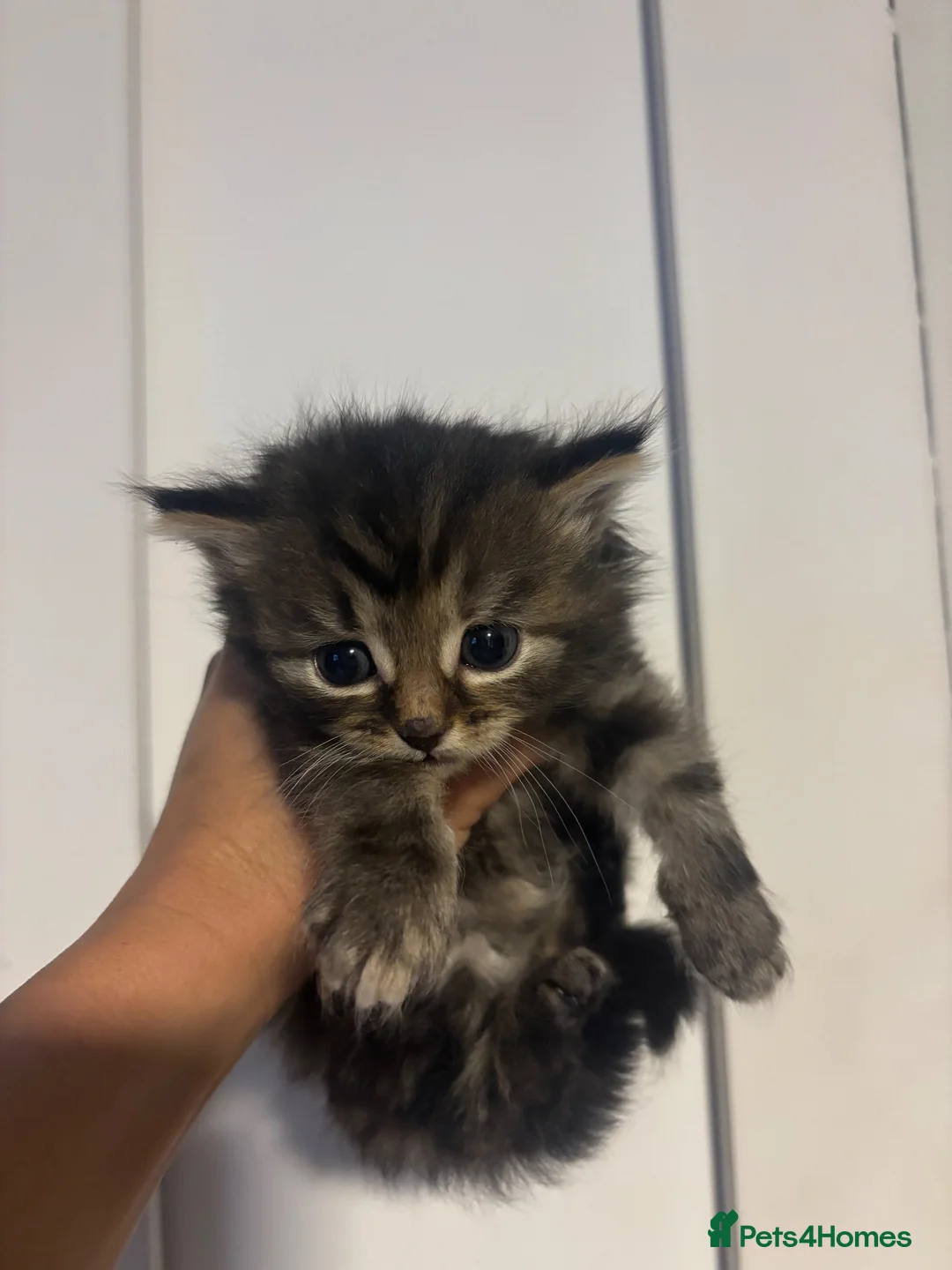 Mixed Breed cats for sale: Cute kittens - Advert 1