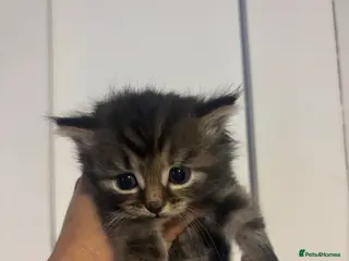 Mixed Breed cats Cute kittens - Advert 1