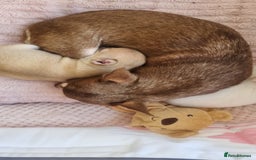 Chihuahua dogs for sale: Gorgeous Smooth coat KC registered chihuahuas - Image 11