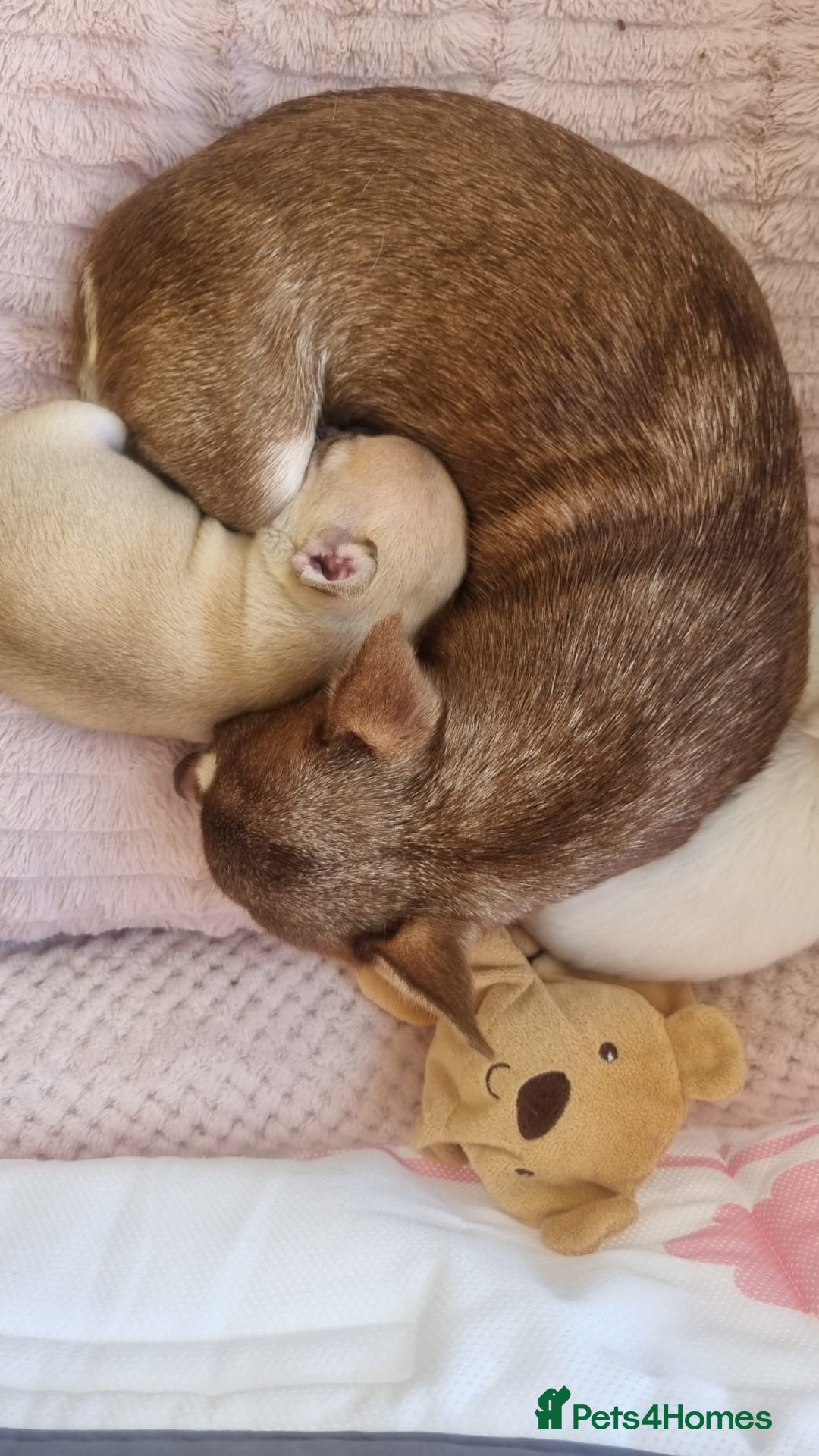 Chihuahua dogs for sale: Gorgeous Smooth coat KC registered chihuahuas - Image 11