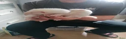 Ferret rodents for sale: Half micro ferret - Advert 4