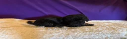 Toy Poodle dogs for sale: GORGEOUS Toy Poodles, DNA health tested parents  - Advert 34
