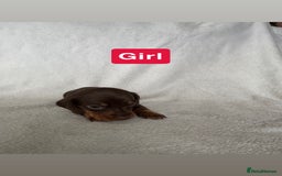 Miniature Dachshund dogs for sale: 5 beutiful miniatures daschunds  - Image 2