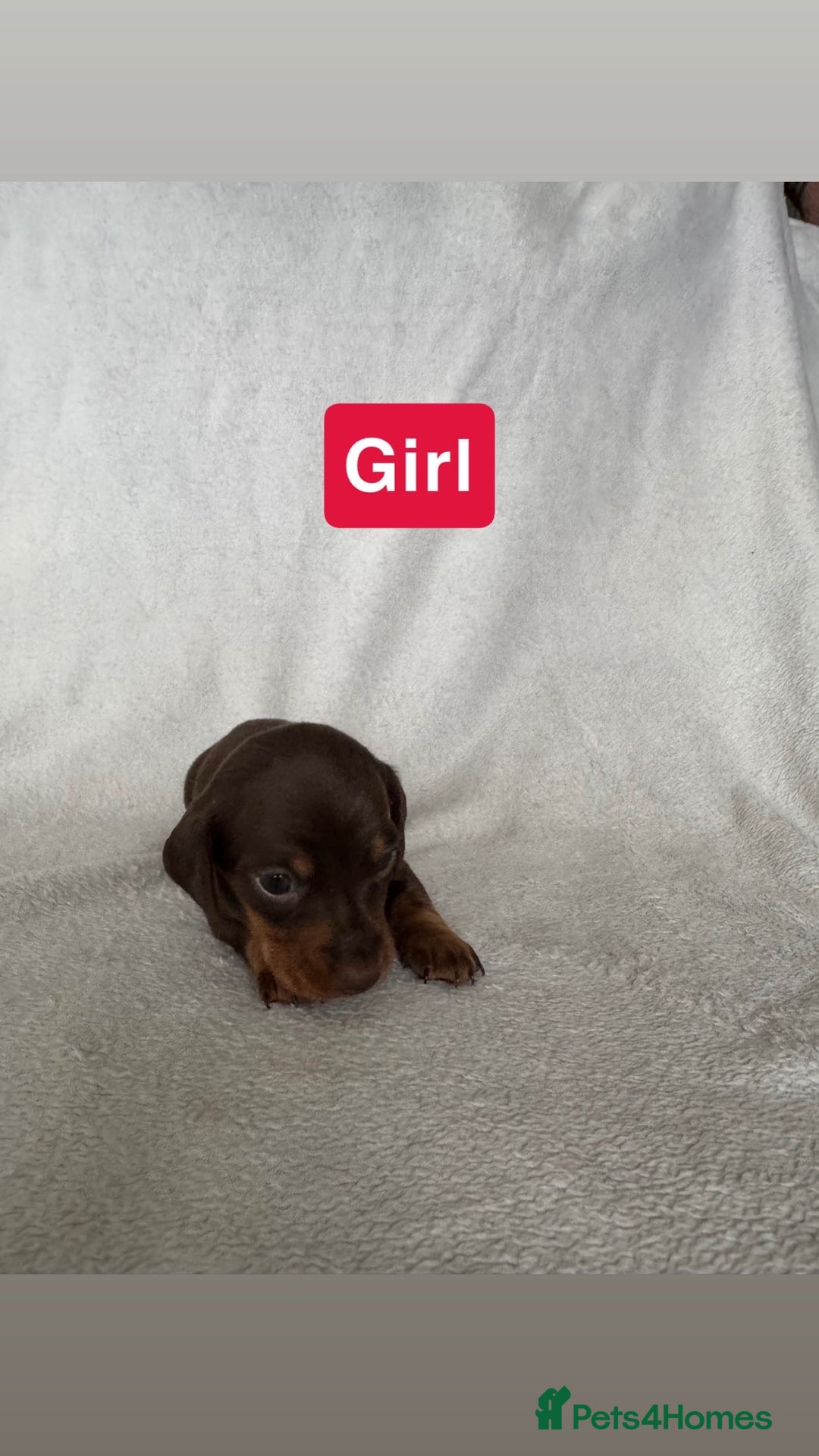 Miniature Dachshund dogs for sale: 5 beutiful miniatures daschunds  - Image 2