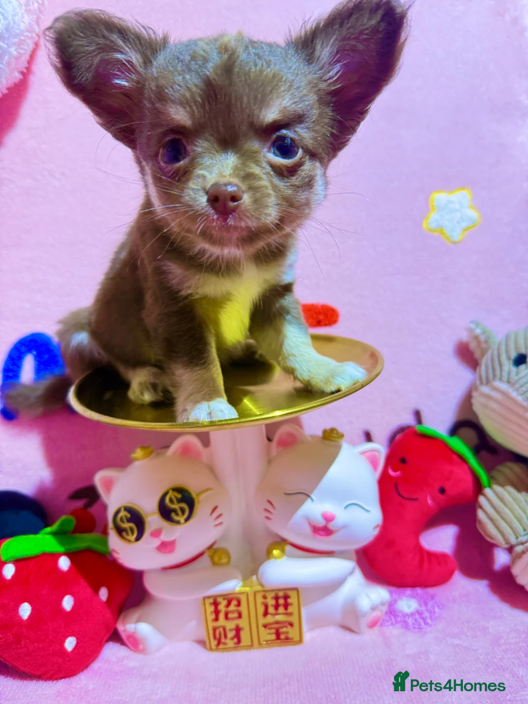 Chihuahua dogs for sale: 🔥 Adorable long-haired Chihuahua puppies for sale in London - Advert 22