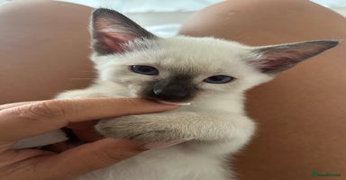 Siamese cats - Advert 1