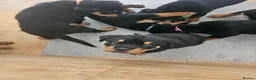 Rottweiler dogs for sale: Rottweiler puppies - Advert 9