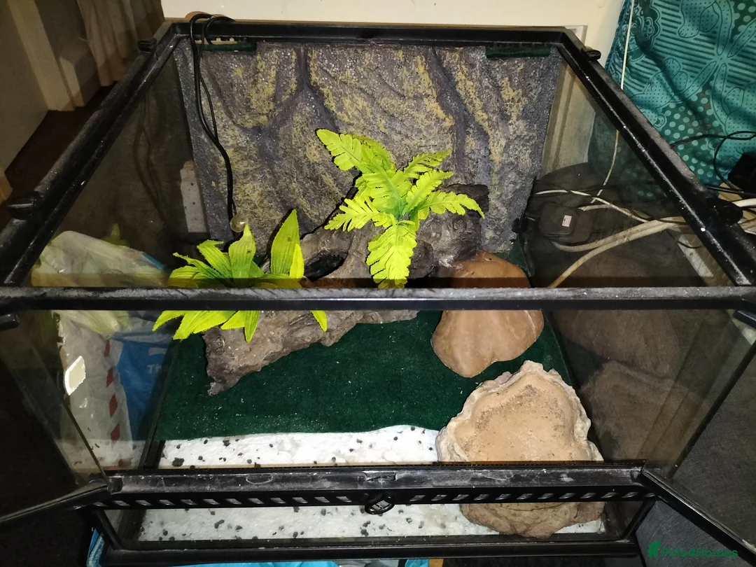 Leopard Gecko reptiles for sale: Leopard Gecko - Advert 7