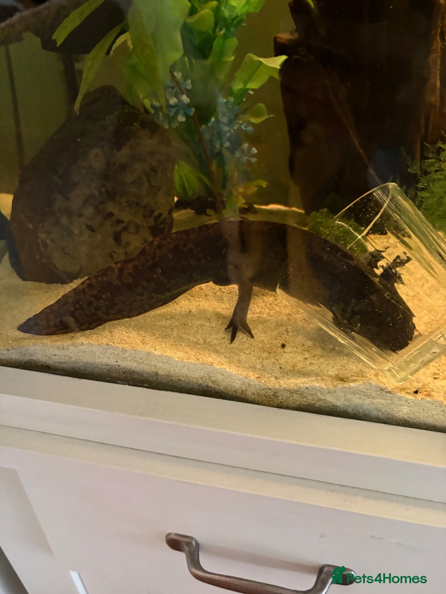 Axolotl reptiles 2 Adult Mail Axolotls - Advert 2