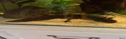 Axolotl reptiles for sale: 2 Adult Mail Axolotls - Advert 2