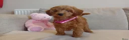 Goldendoodle dogs for sale: Adorable Goldendoodle Puppies - Advert 14