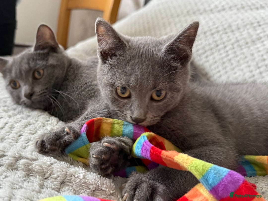 Russian Blue cats for sale: Russian Blue Kittens - Image 15