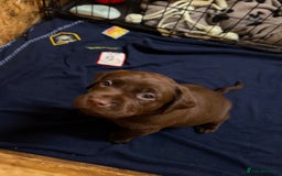 Labrador Retriever dogs for sale: Kc Registered Labradors ready to leave now - Image 18