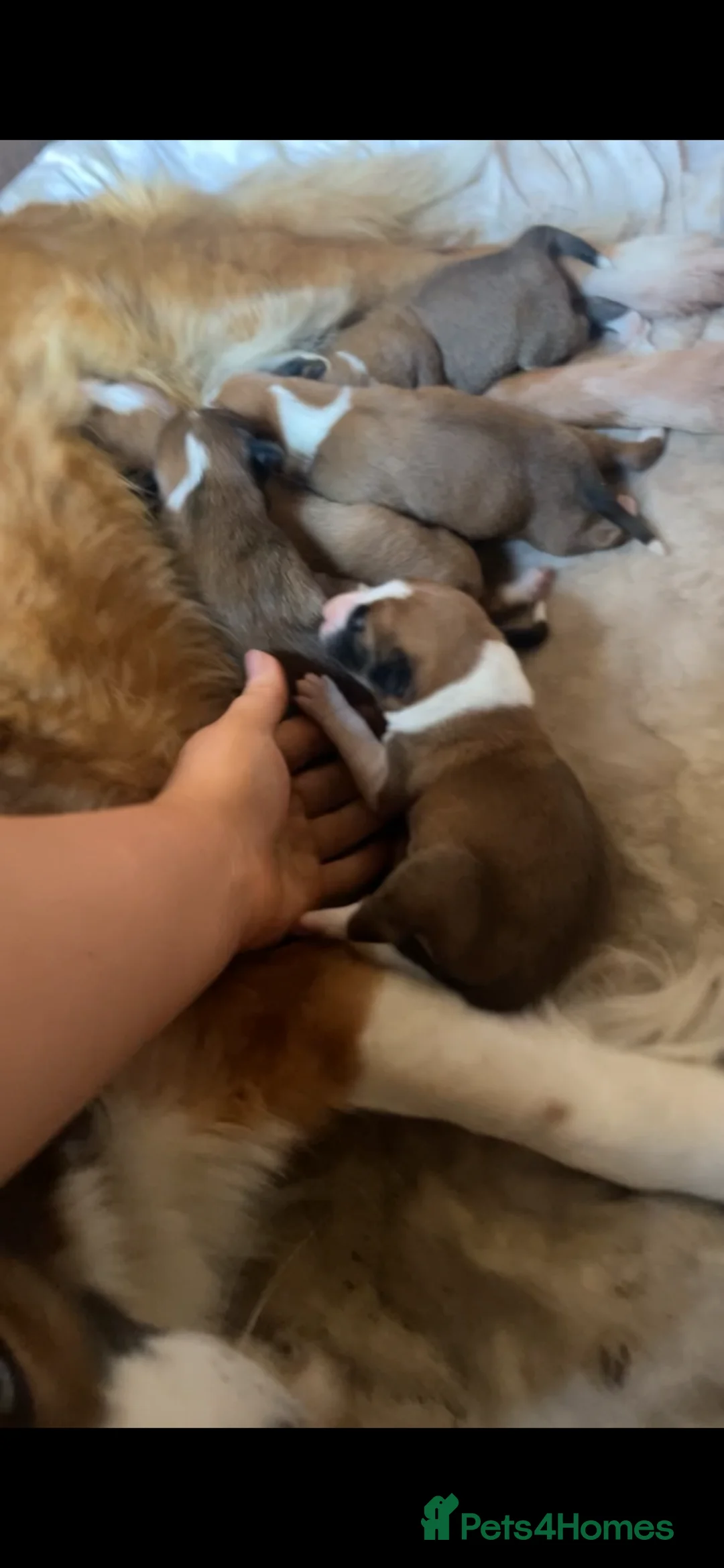 Welsh Collie dogs for sale: 4 welsh sheepdogs looking for their forever homes  - Advert 2