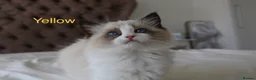 Ragdoll cats for sale: TICA Registered Ragdoll Kittens - Advert 15