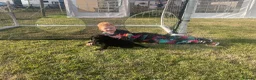Labrador Retriever dogs for sale: Stunning Puppies From Show Winning Parents - Advert 12