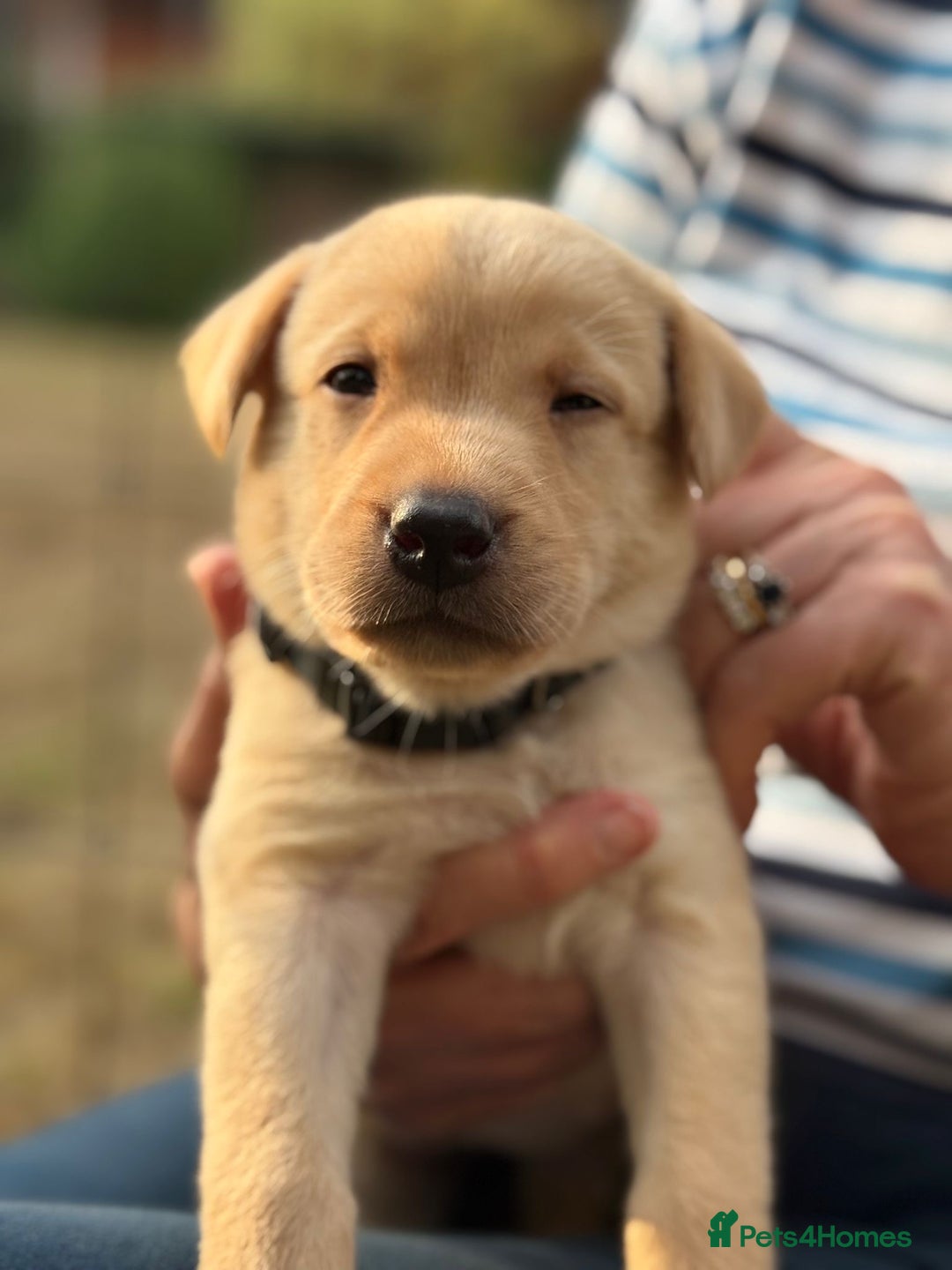 Labrador Retriever dogs for sale: Working Labrador Puppies - 3 boys remaining - Image 2