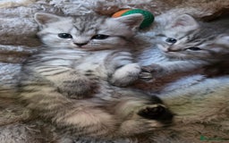 British Shorthair cats for sale: British short hair kittens - Image 4