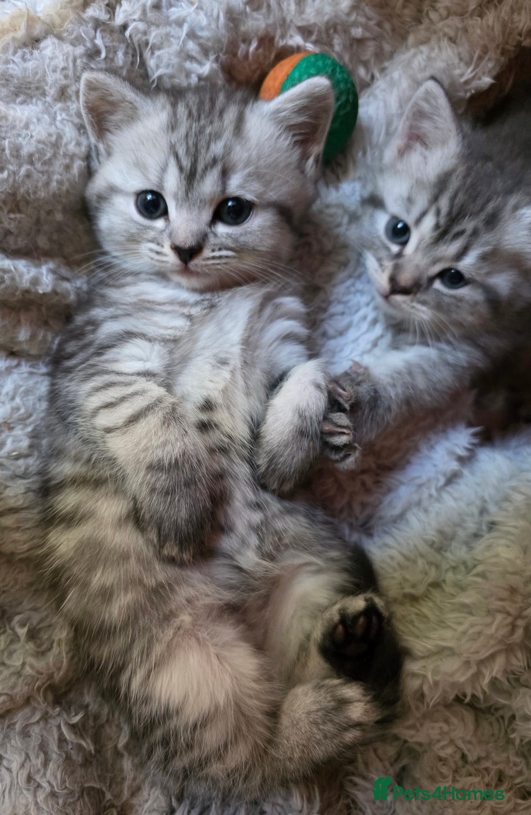 British Shorthair cats for sale: British short hair kittens - Image 4