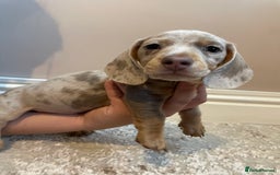 Miniature Dachshund dogs for sale: KC Registered Miniature Dachshund - 2 Boys Left! - Image 17