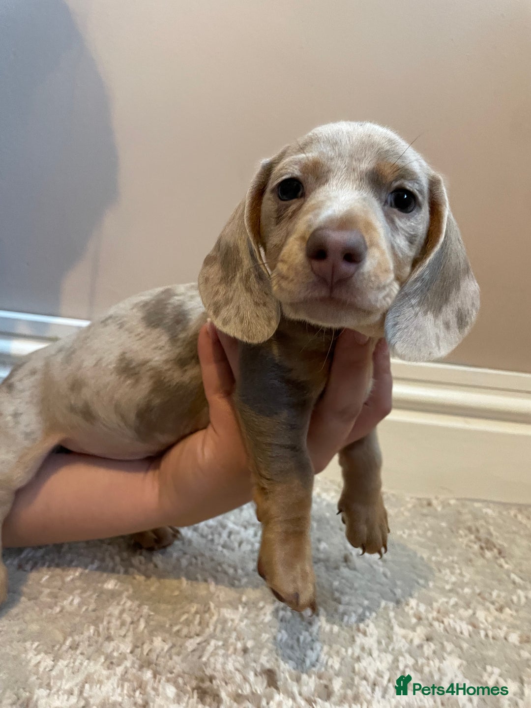 Miniature Dachshund dogs for sale: KC Registered Miniature Dachshund - 2 Boys Left! - Image 17