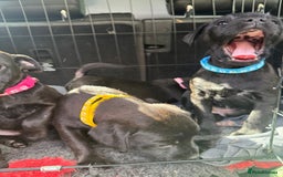 Patterdale Terrier dogs for sale: Pretty Patterdale Puppies  - Image 13