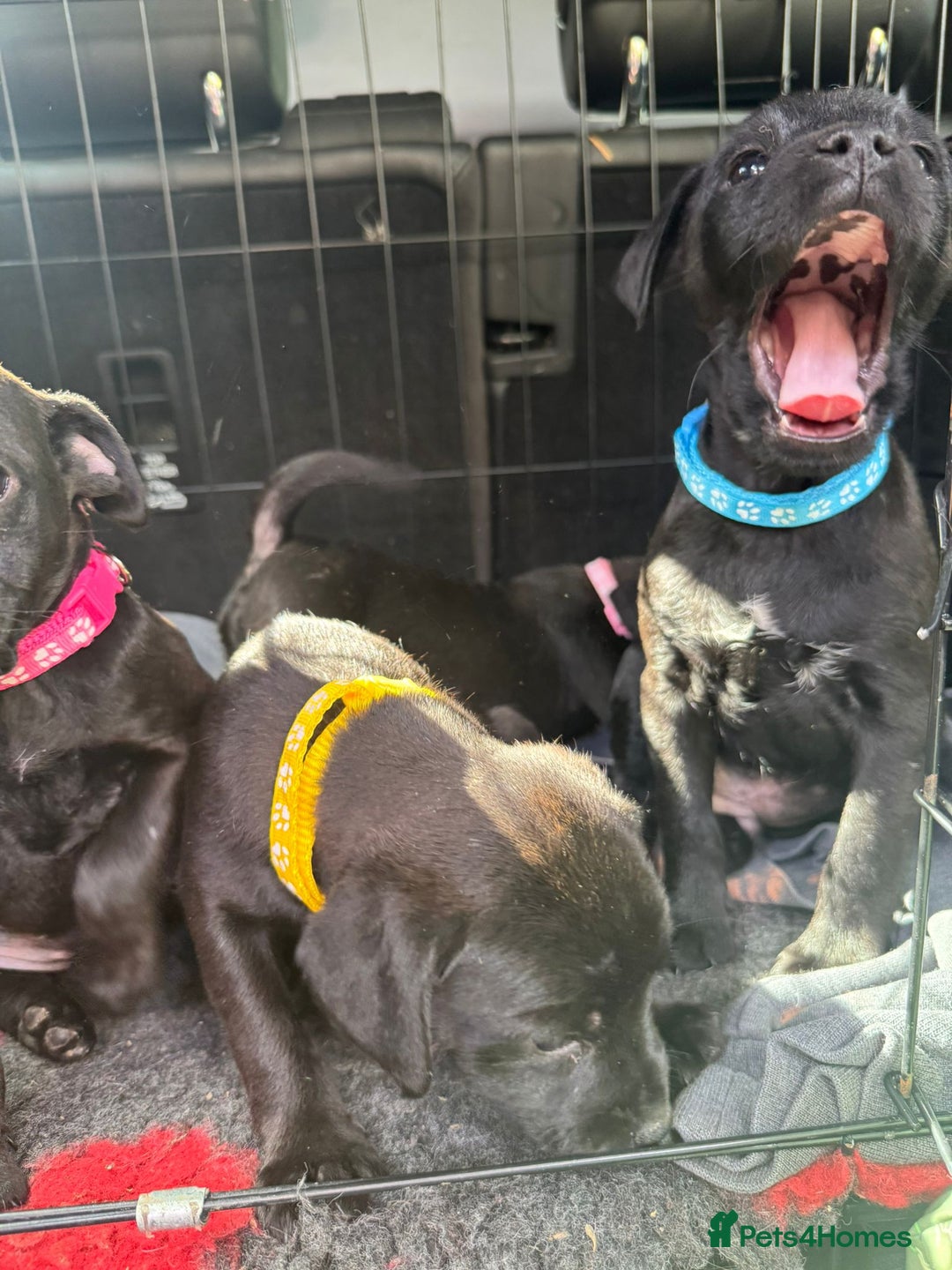 Patterdale Terrier dogs for sale: Pretty Patterdale Puppies  - Image 13