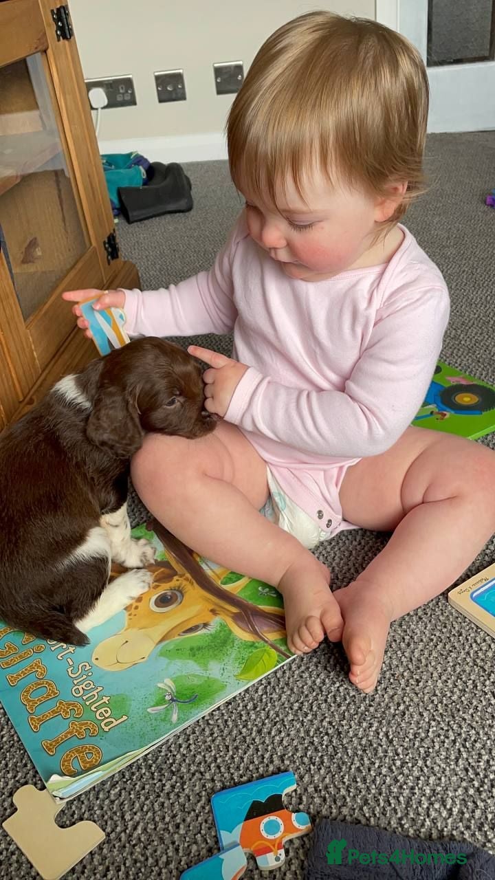 English Springer Spaniel dogs Therapy dog temperament, works well + off-switch - Advert 1