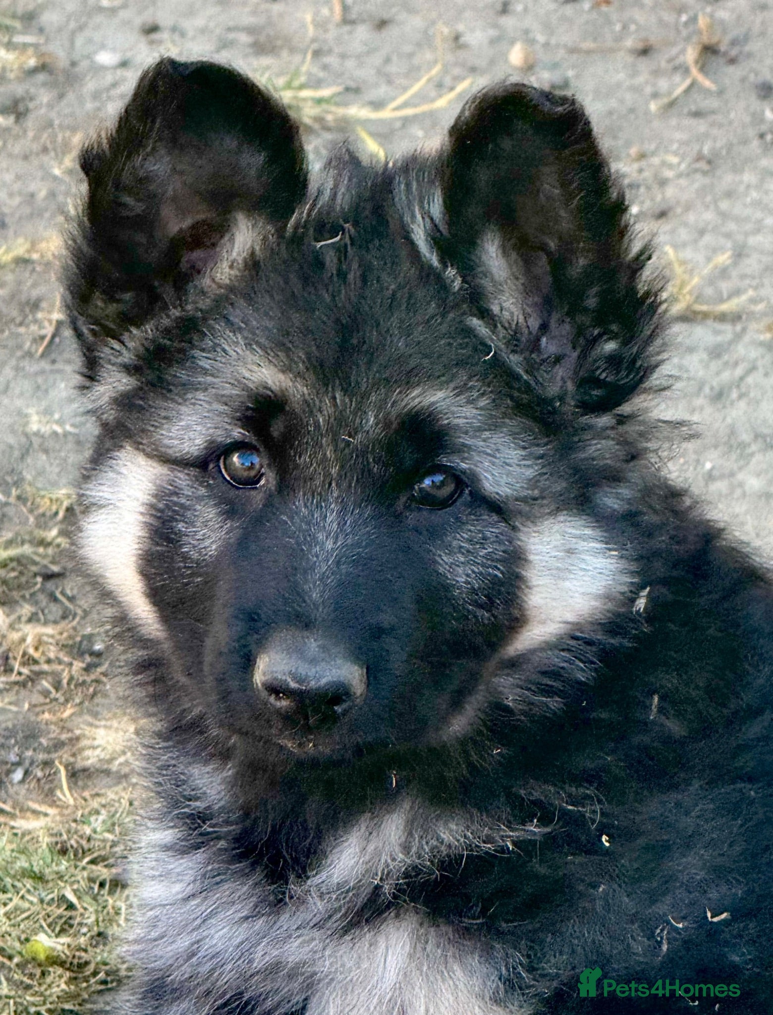 German Shepherd dogs **READY 28TH JULY** Black and silver female puppy - Advert 3