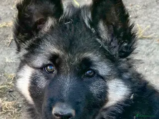 German Shepherd dogs **READY 28TH JULY** Black and silver female puppy - Advert 3