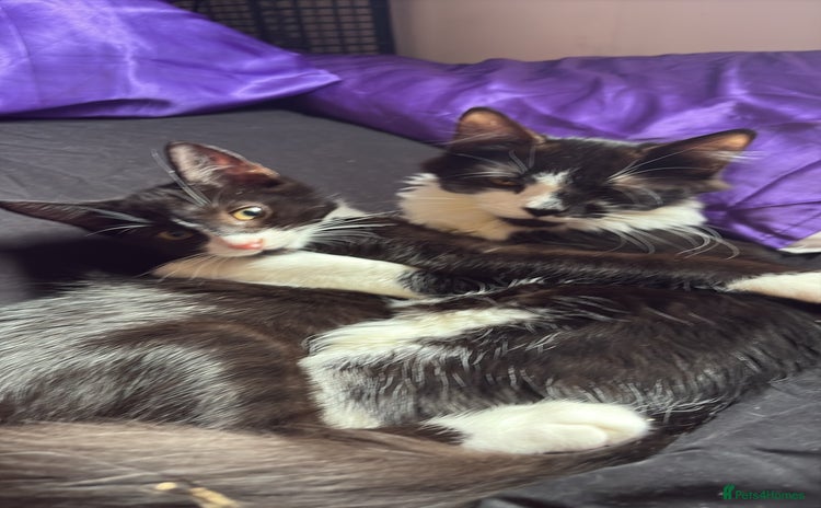 British Longhair cats - Advert 15