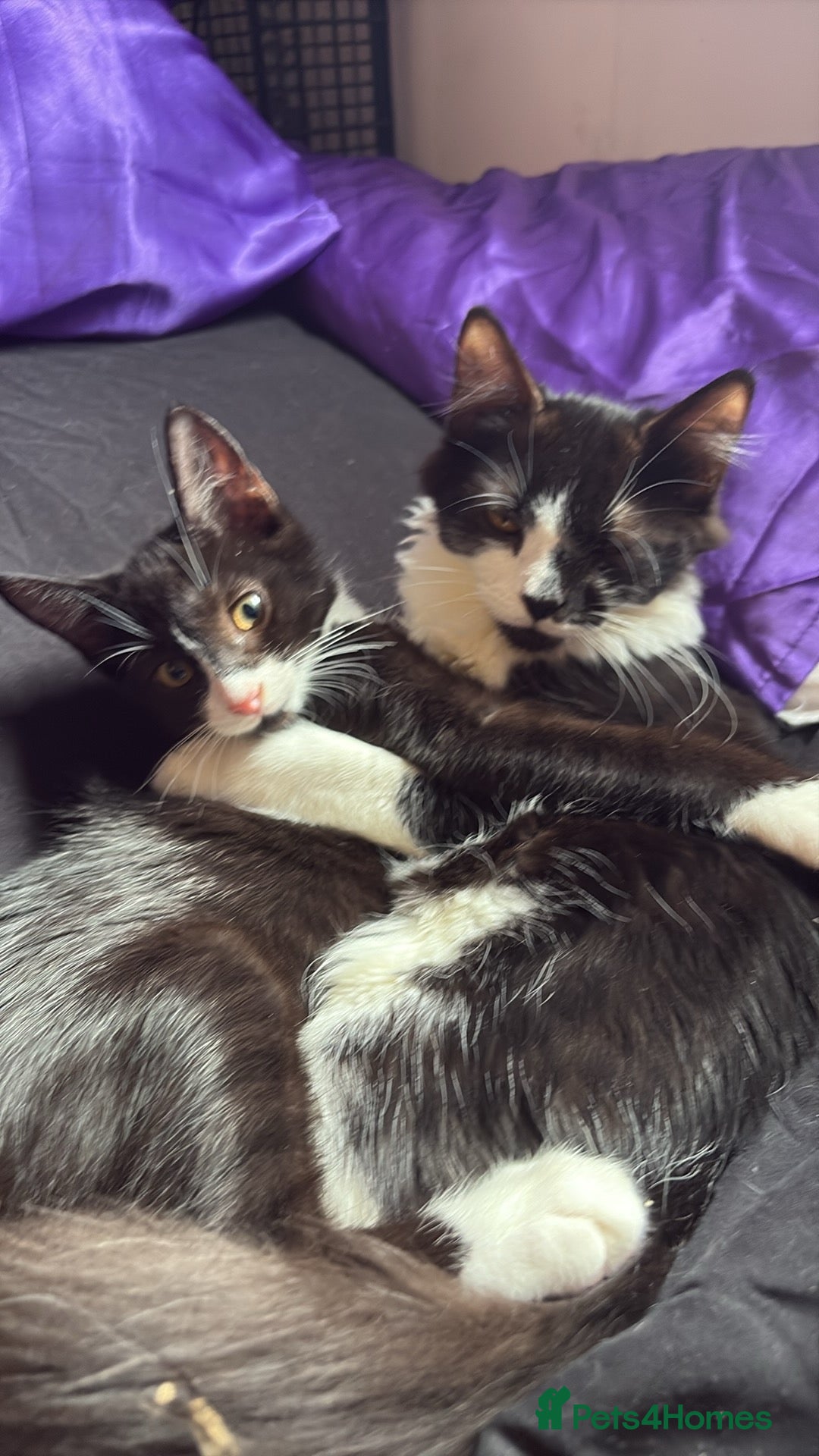 British Longhair cats for sale: Rescue kittens🧡 - Image 1