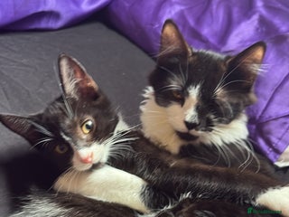 British Longhair cats - Advert 20