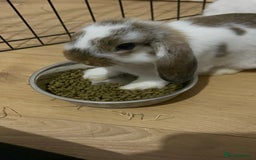 Mini Lop rabbits for sale: Beautiful mini lop Babies  - Image 3
