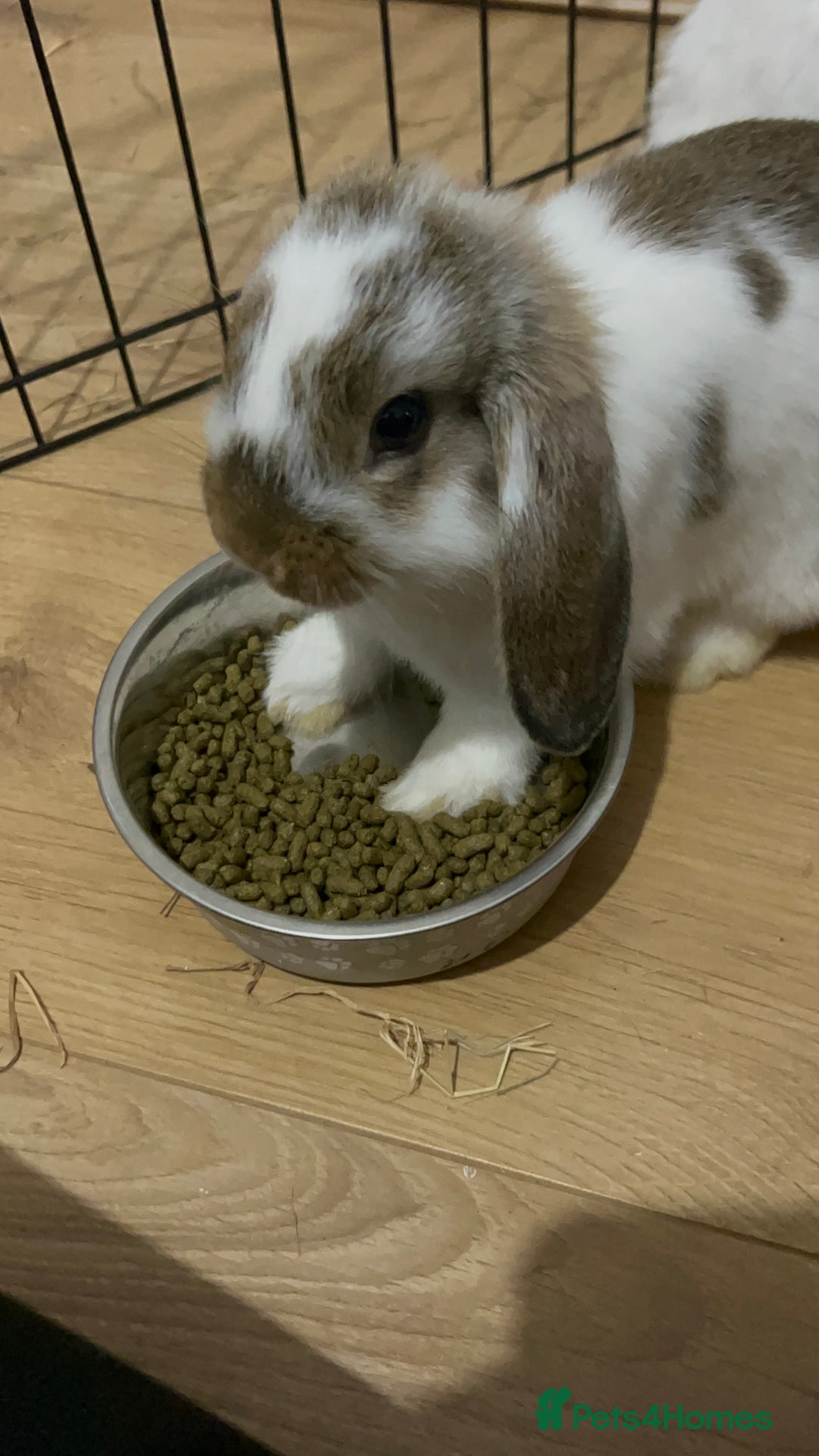 Mini Lop rabbits for sale: Beautiful mini lop Babies  - Image 3