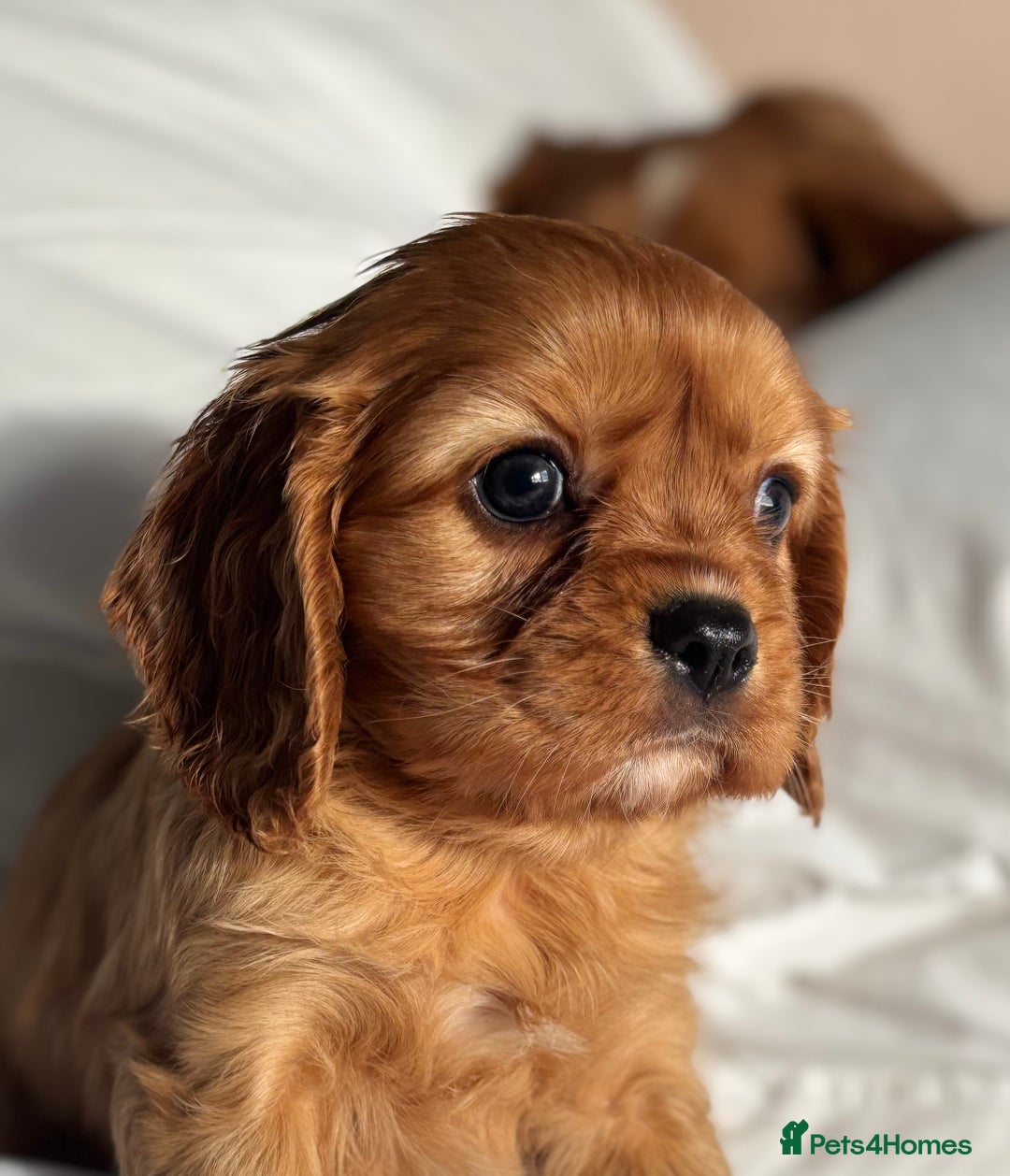 Cavalier King Charles Spaniel dogs for sale: 🐶KC REG, EXTENSIVELY HEALTH TESTED CAVALIER 🐶  - Advert 26