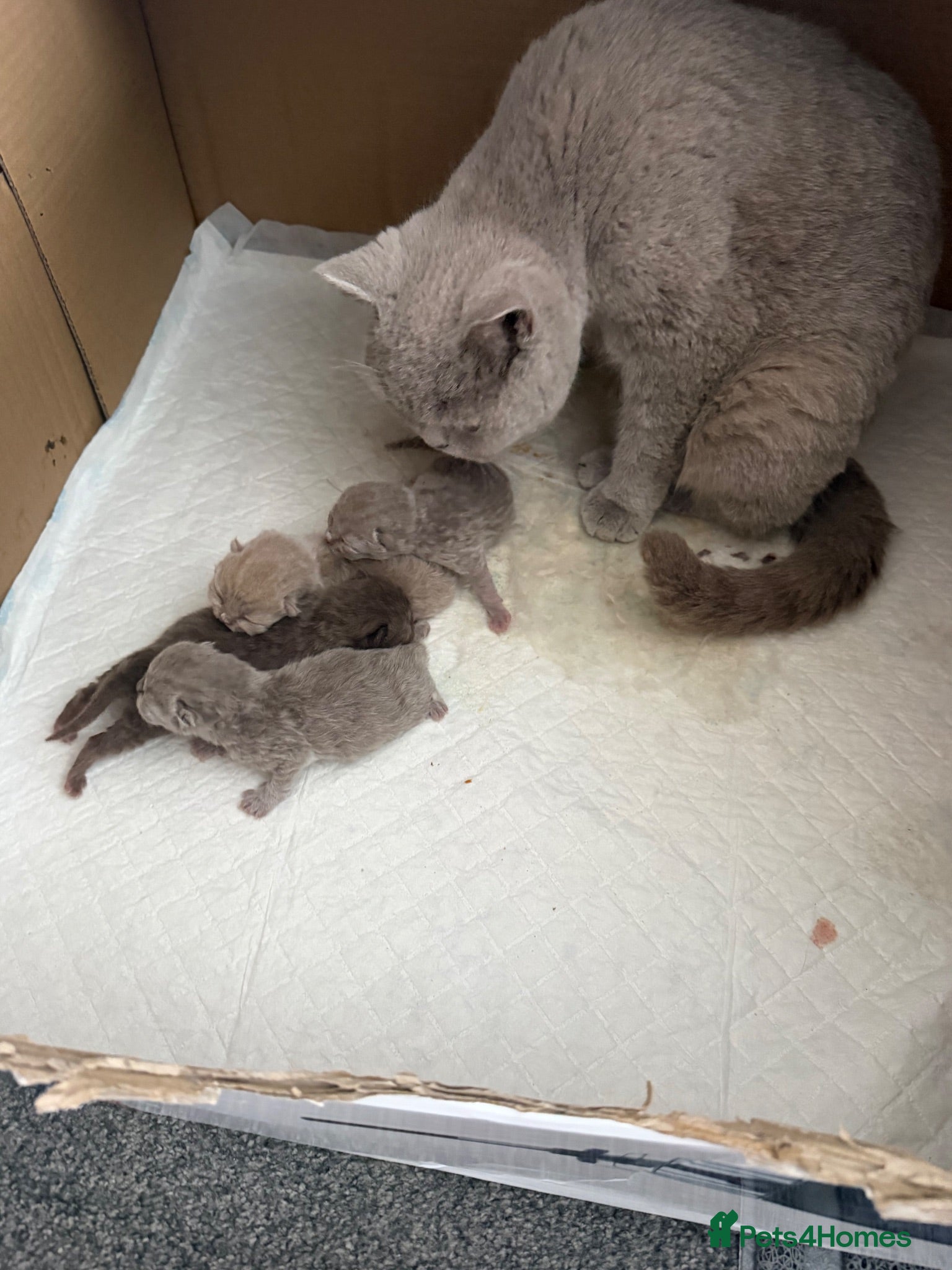 British Shorthair cats 3 gorgeous boys tica reg only 2 available  - Advert 2