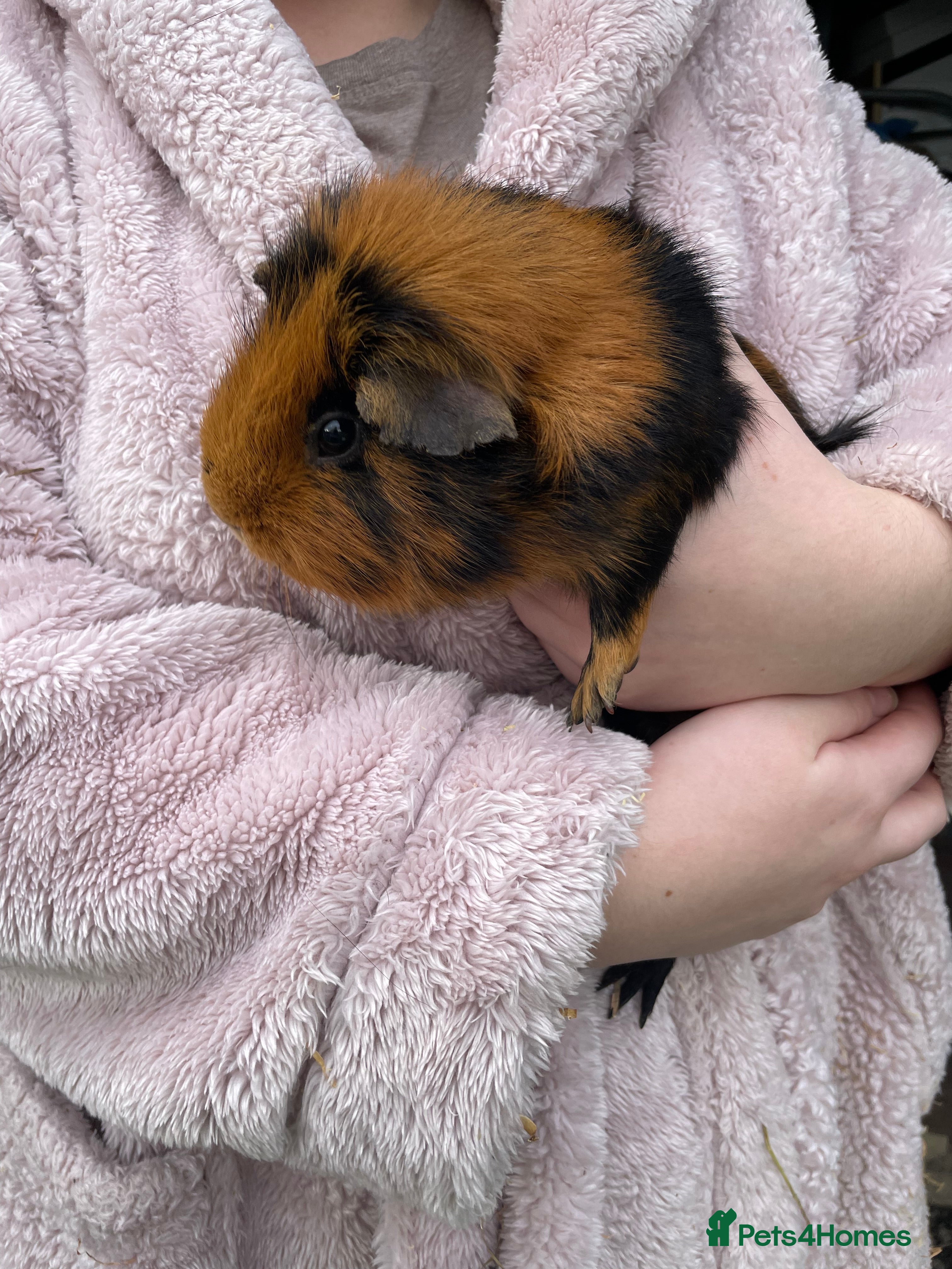 Guinea Pig rodents Guinea pigs in Leeds - Advert 3